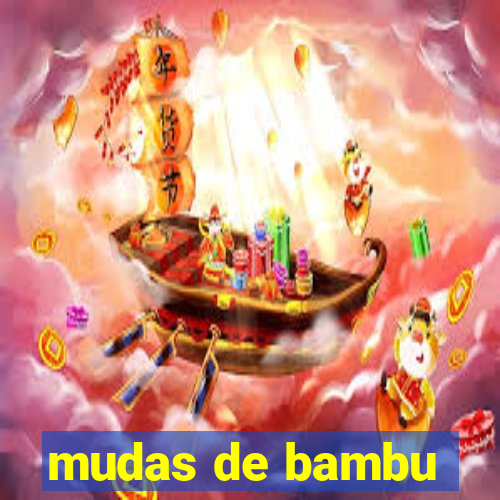 mudas de bambu