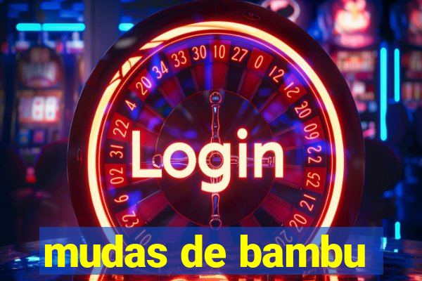 mudas de bambu