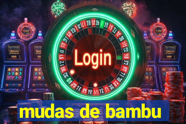 mudas de bambu