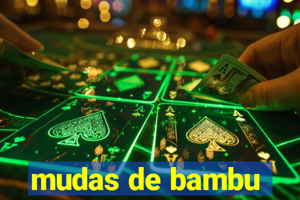 mudas de bambu