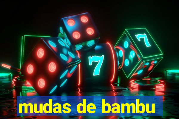 mudas de bambu