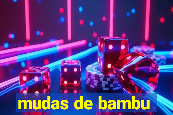 mudas de bambu