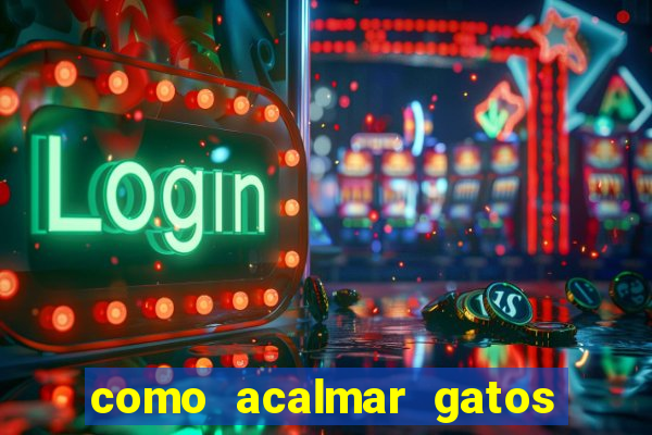 como acalmar gatos agitados a noite