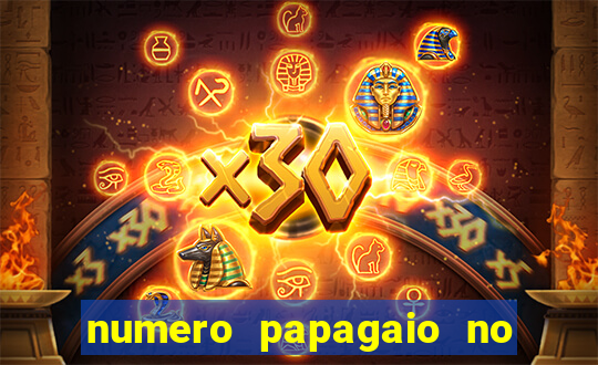 numero papagaio no jogo do bicho