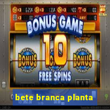 bete branca planta