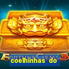 coelhinhas do brasil recife