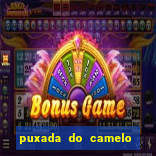 puxada do camelo no jogo do bicho