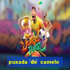 puxada do camelo jogo do bicho