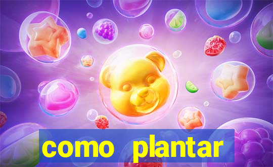 como plantar gergelim no vaso