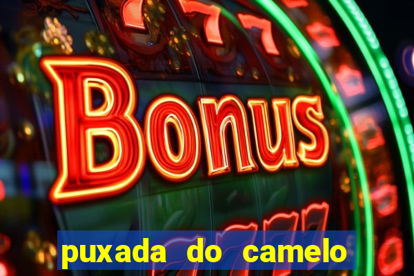 puxada do camelo jogo do bicho